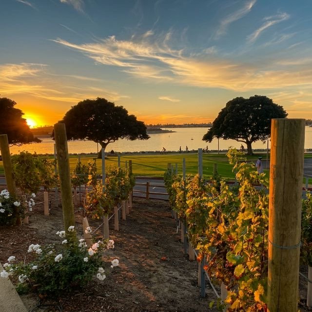 Golden sunset over the vineyard, lawn, and water at Mission Bay Beach Club